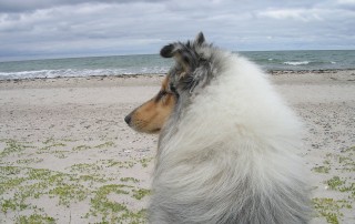 Diamond (vakantie in Denemarken)