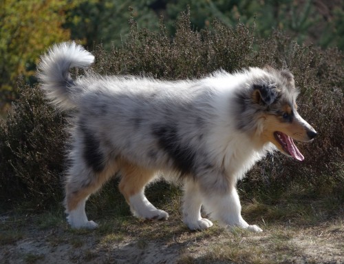 Nieuwe foto’s